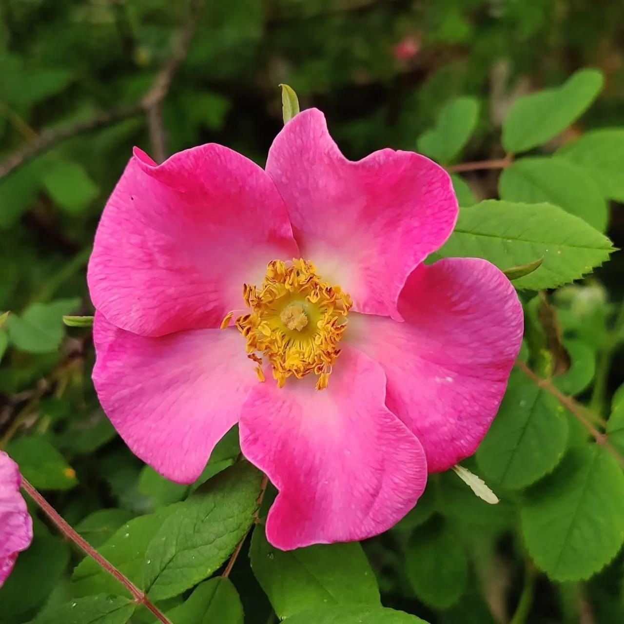 Himalayan flowers